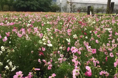 ハーブと季節の花々が咲く大庭園