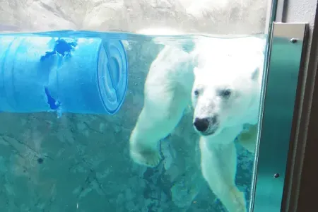 なかなか飛び込んでくれない旭山動物園の白熊