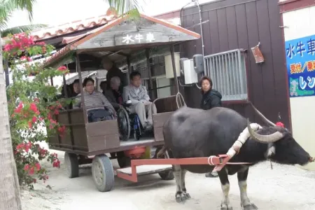 竹富島の牛車は車いす利用のまま楽しめます