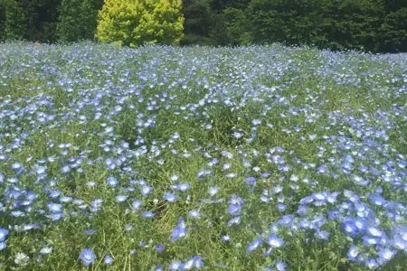 20180510花の名所巡りツアー_6.webp